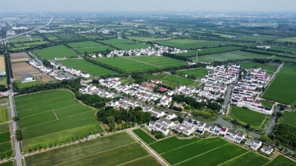 珺牛策略 茭白节不只看茭白？上海这个“宝藏小镇”玩出新高度，18场特色活动来袭